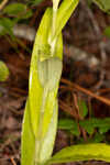 Longhorn bog orchid